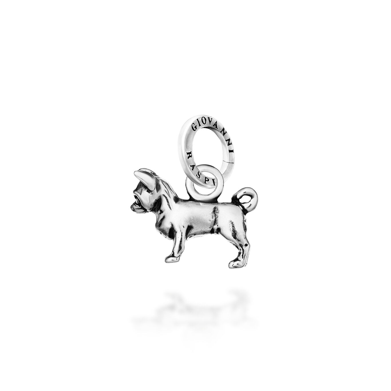 Chihuahua Charm
