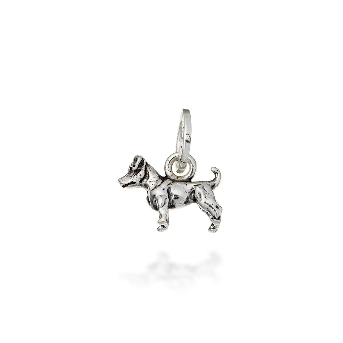 Charm Jack Russel