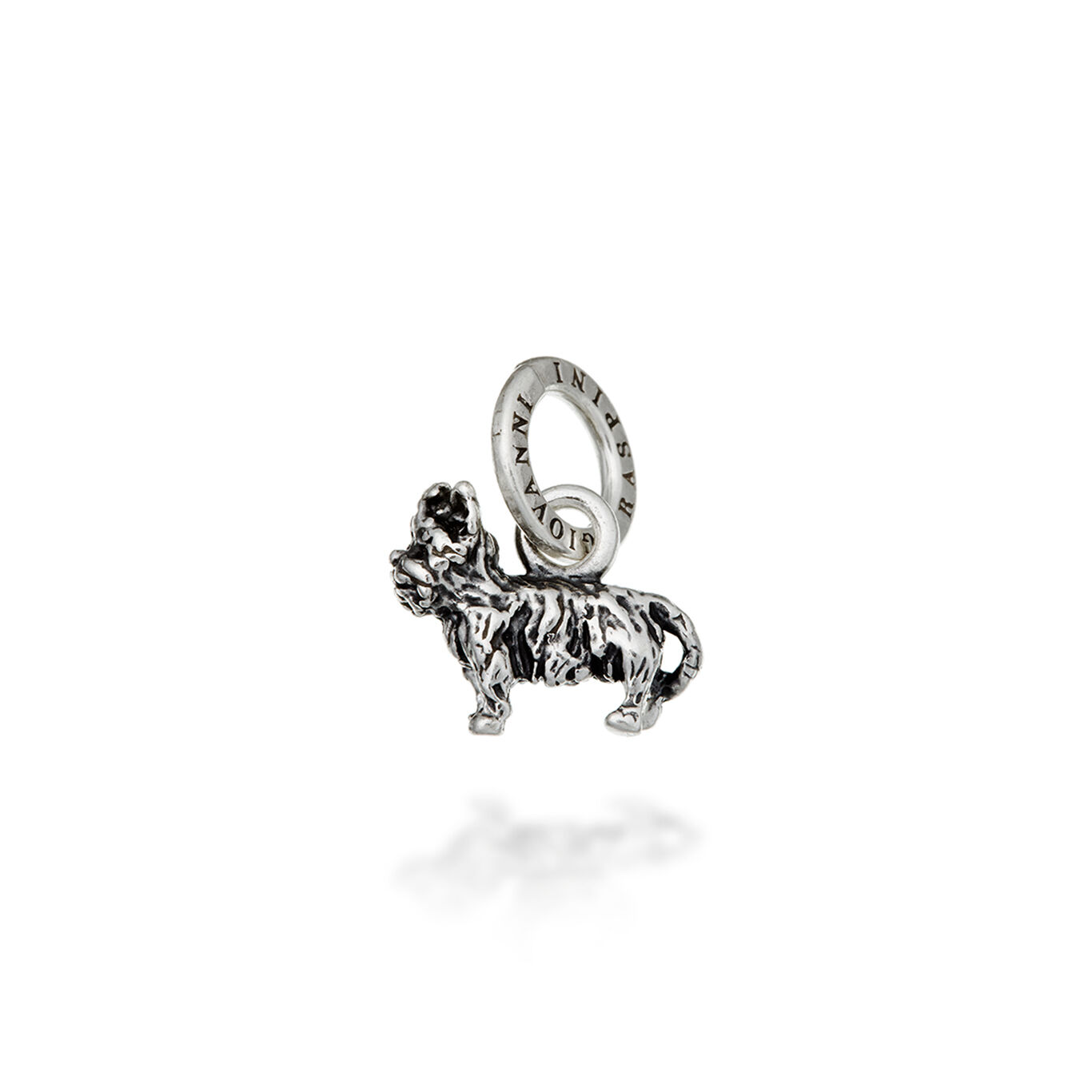 Yorkshire Terrier Charm